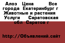 Алоэ › Цена ­ 150 - Все города, Екатеринбург г. Животные и растения » Услуги   . Саратовская обл.,Саратов г.